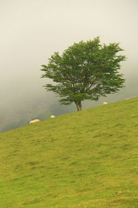Tree on grassy field against sky