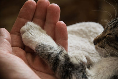 Close-up of cat paw on hand