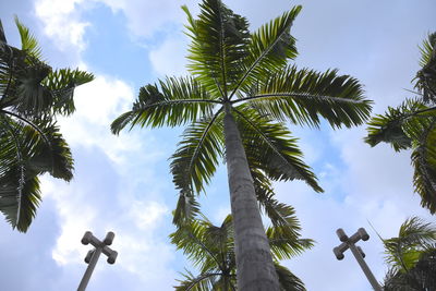 Low angle view of palm trees against sky