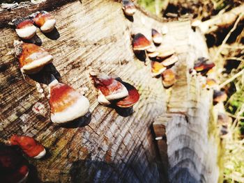 High angle view of mushrooms growing on tree trunk