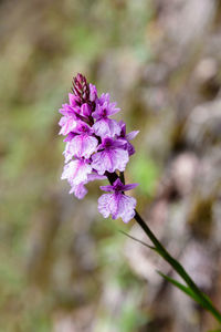 Close-up of purple flowers blooming outdoors