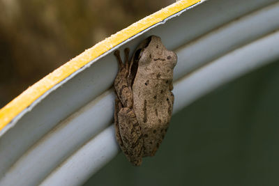 Close-up of grasshopper on rusty metal