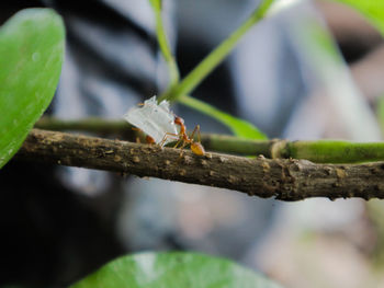 Close-up of insect on leaf