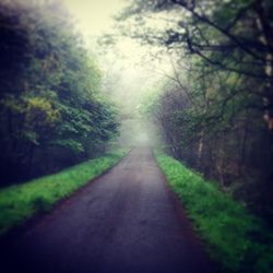 Road passing through forest