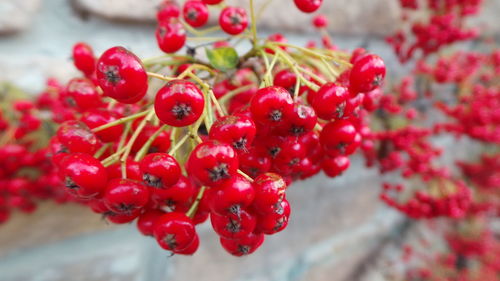 Close-up of red berries