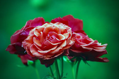 Close-up of red rose