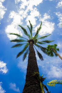 Low angle view of coconut palm tree against blue sky