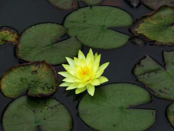 Close-up of lotus water lily in pond