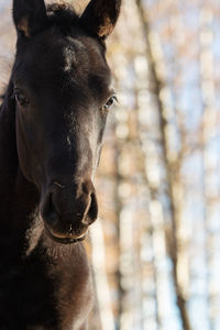 Close-up of horse