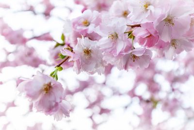 Close-up of pink cherry blossoms