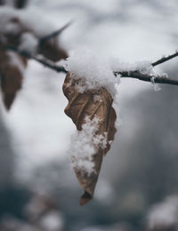 Close-up of frozen plant