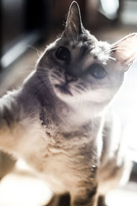 Close-up portrait of cat