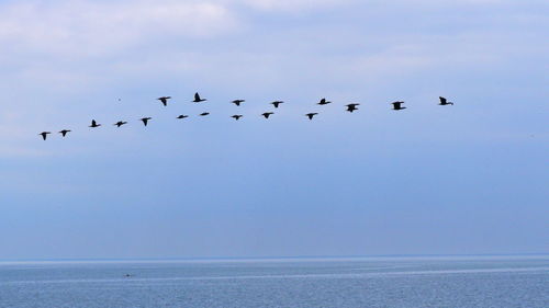 Birds flying over sea against sky