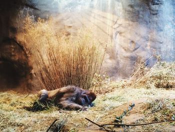 Close-up of cat relaxing on grass