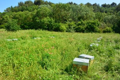 Scenic view of land and trees on field