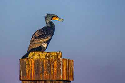 Low angle view of bird perching on wooden post against sky