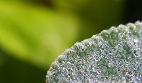 Close-up of water drops on leaf