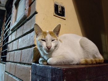 Cat sitting on wall of building