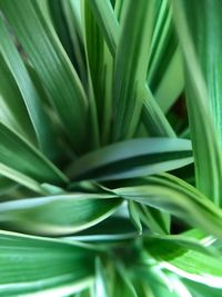 Full frame shot of succulent plant