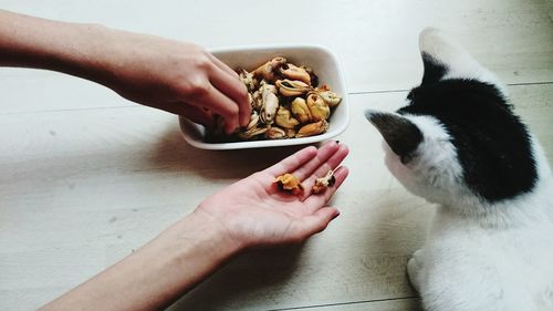 Cropped hand feeding mussels to cat at home