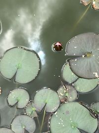 High angle view of water drops on leaves floating on lake