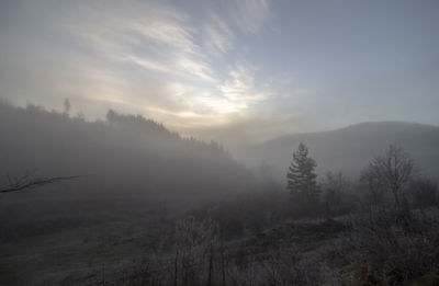 Trees on landscape against sky during foggy weather