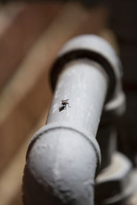 High angle view of insect on metal