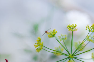 Close-up of insect on flower