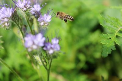 Close-up of bee pollinating on flower