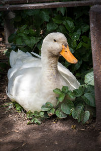 Close-up of a bird