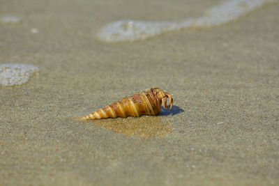 Close-up of shell on sand