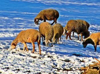 Flock of sheep grazing on snow during winter