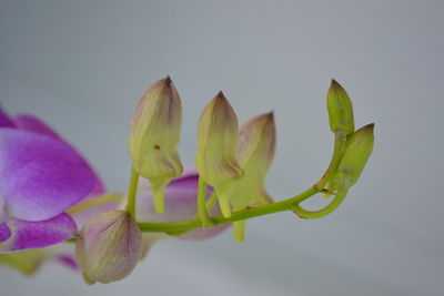 Close-up of flower buds growing outdoors