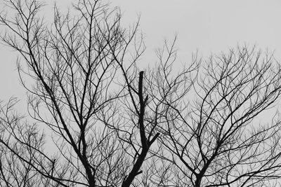 Low angle view of bare trees against sky