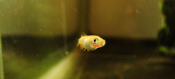 Close-up of fish swimming in aquarium