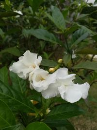 Close-up of white flowering plant