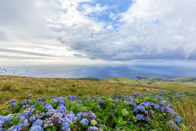 Scenic view of flowering plants on land against sky