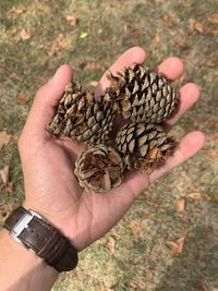 Close-up of hand holding pine cone