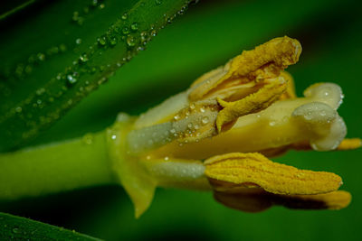 Close-up of wet yellow flower