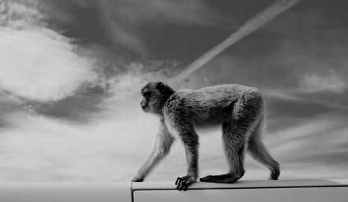 Close-up of monkey against sky