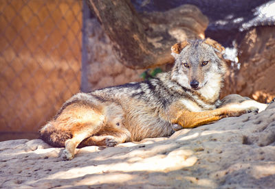 View of a dog resting in zoo