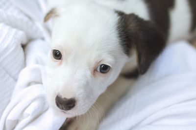 Close-up portrait of puppy lying on bed