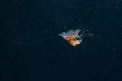 Close-up of fish swimming in sea