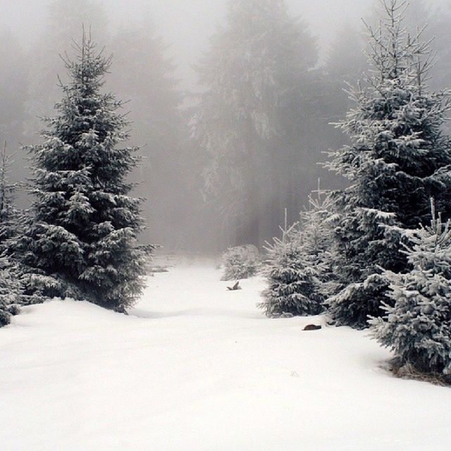 snow, winter, cold temperature, tree, tranquil scene, tranquility, weather, scenics, beauty in nature, nature, landscape, season, bare tree, covering, non-urban scene, sky, forest, branch, field, idyllic