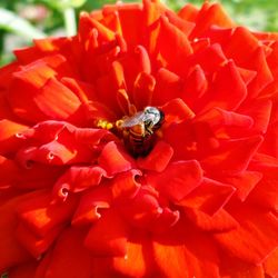 Close-up of insect on red flower