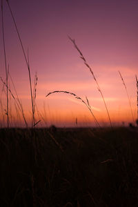 Scenic view of field against sky during sunset