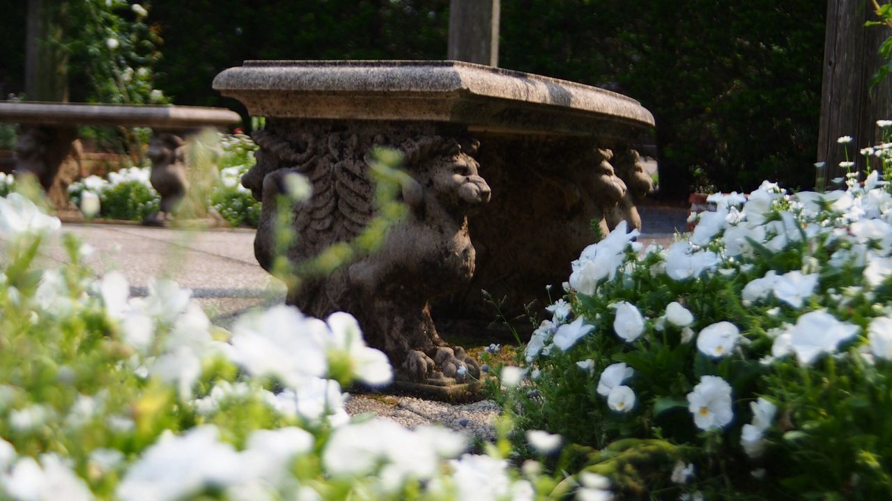 flower, plant, growth, animal themes, white color, nature, park - man made space, statue, sculpture, beauty in nature, focus on foreground, formal garden, outdoors, day, no people, tree, one animal, close-up, fragility, rock - object