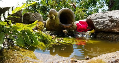 View of rocks and plants in lake