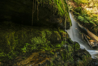 Stream flowing through rocks in forest