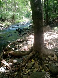 Trees growing in forest